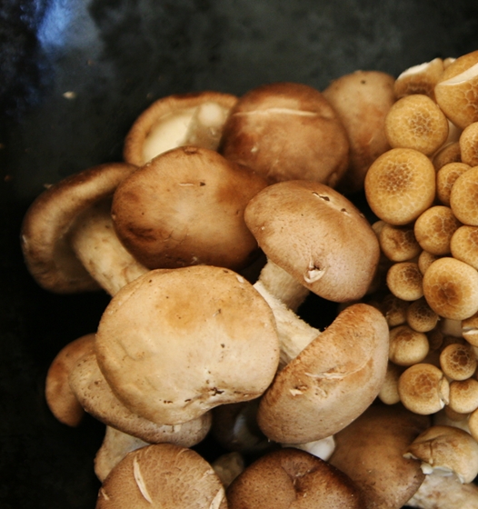 mushrooms3