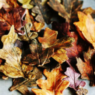How to Make Fall Gumpaste Leaves